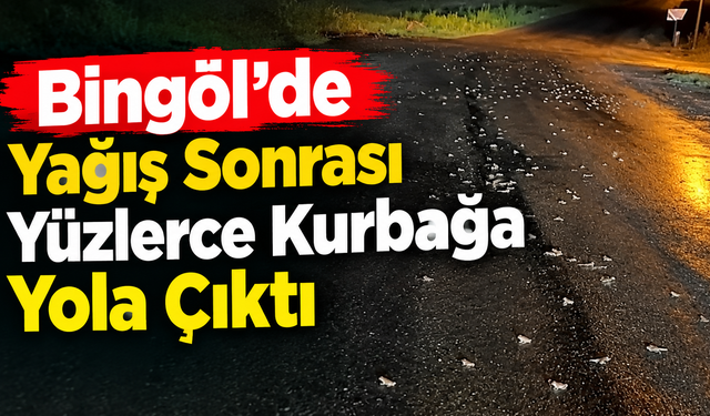 Bingöl’de Yağış Sonrası Yüzlerce Kurbağa Yola Çıktı