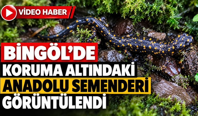 Bingöl’de Koruma Altındaki Anadolu Semenderi Görüntülendi