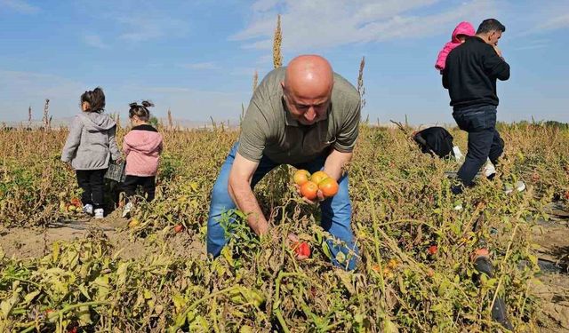 Muş'ta Bostanda Dalından Topladıkları Sebzeleri Satın Alıyorlar