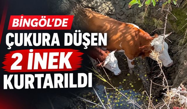 Bingöl’de Çukura Düşen 2 İnek Kurtarıldı