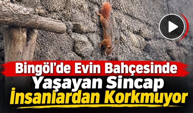 Bingöl’de İnsanlardan Korkmayan Sincap Bahçeye Yerleşti