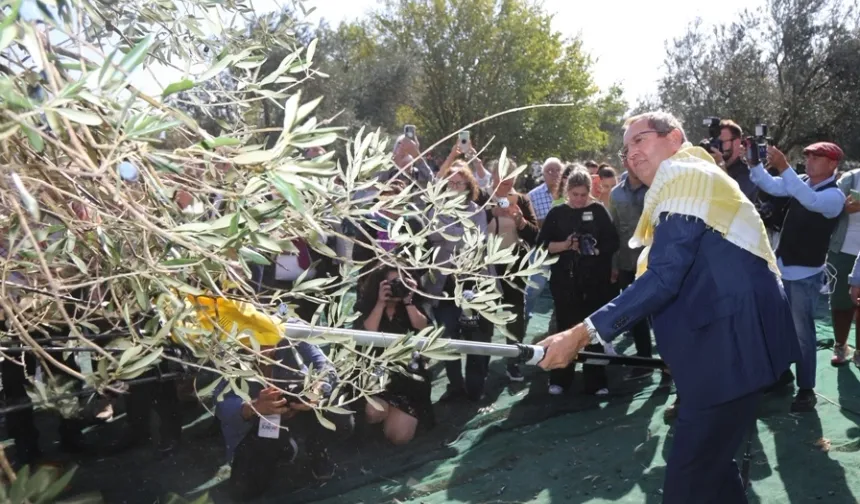 Ayvalık'ta Zeytin Festivali Heyecanı