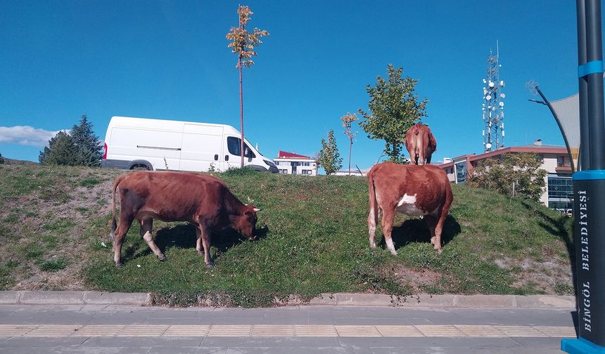 Başıboş İnekler Şehir Merkezinde