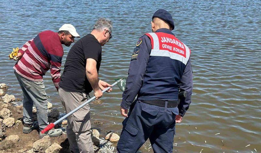 Diyarbakır'da Göletteki Balık Ölümleri İçin İnceleme Başlatıldı