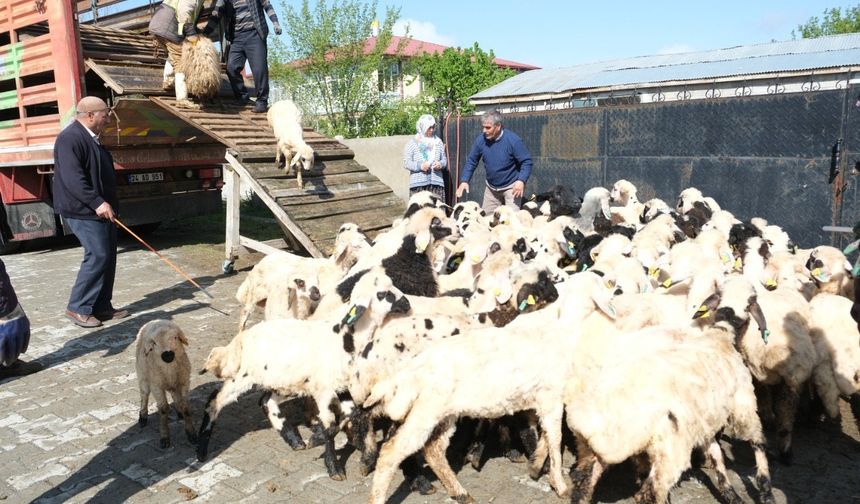 Yayla Göçü Başladı!