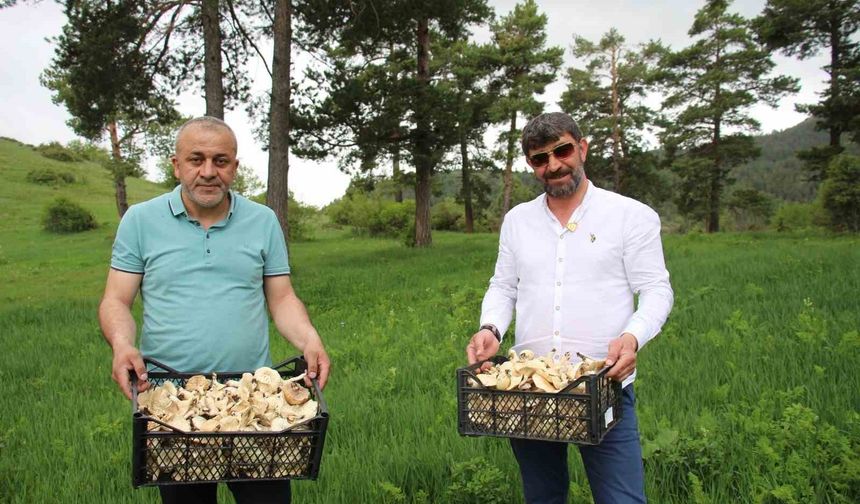 Bahar Aylarında Mantar Zehirlenmelerine Karşı Uyarı!