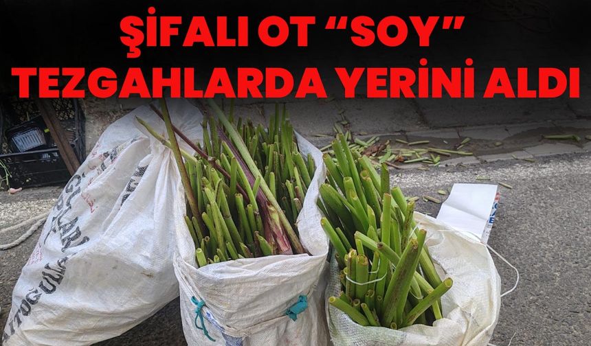Şifalı Ot “Soy” Tezgâhlarda Yerini Aldı
