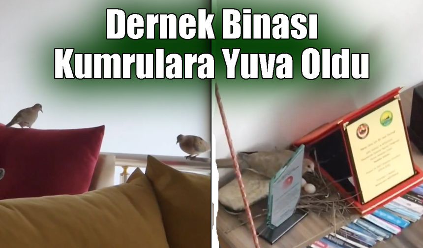 Dernek Binası Kumrulara Yuva Oldu