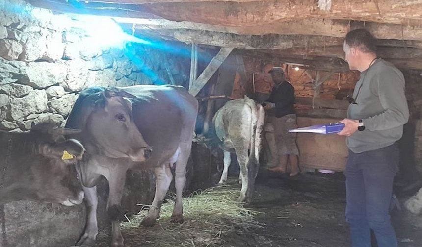 Hakkari'da Hayvanları Aşılama Çalışmaları Sürüyor