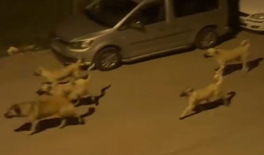 Bingöl'de Başıboş Köpekler Tedirgin Ediyor!