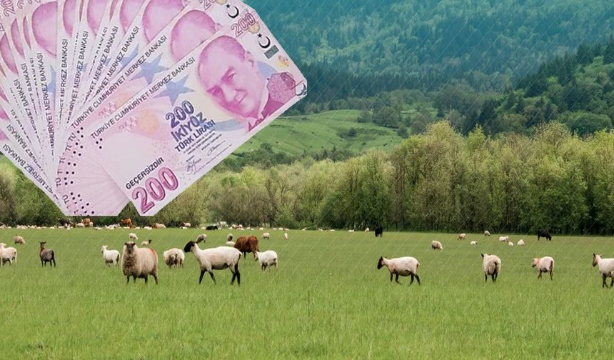 Çiftçiye, 3.8 Milyarlık Küçükbaş Hayvancılık Desteklemesi!