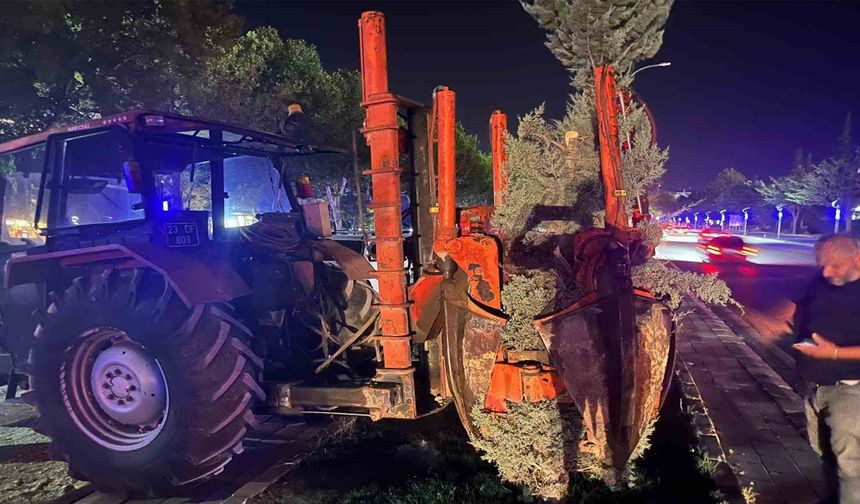 Elazığ Belediyesi: Ağaçlar Zarar Verilmeden Taşındı