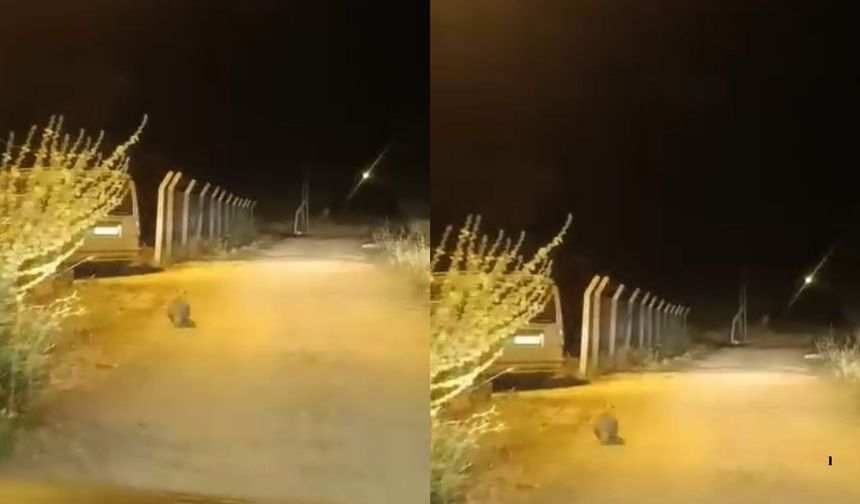 Nesli Tükenme Tehlikesi Altındaki Porsuk Görüntülendi