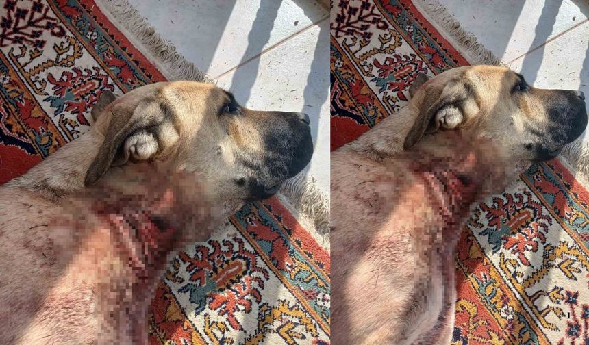 Yaban Domuzları Yerleşim Yerlerine İndi: Köpeklere Saldırdılar