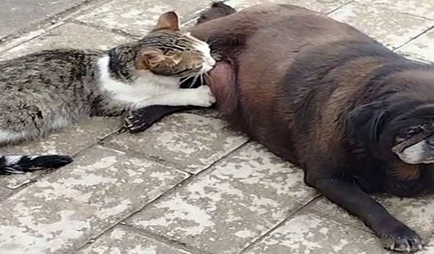Bu da Oldu: Köpek Kediyi Emzirdi