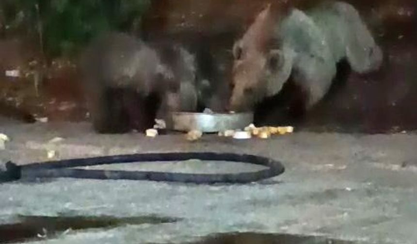 Bingöl'de Anne Ayı 3 Yavrusuyla Şantiyeye Girdi