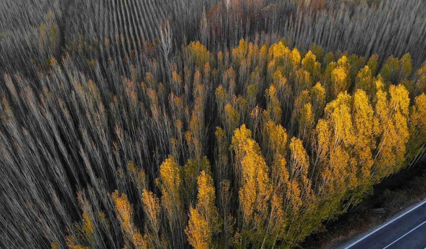 Savur İlçesi Sonbaharda Renk Cümbüşüne Büründü