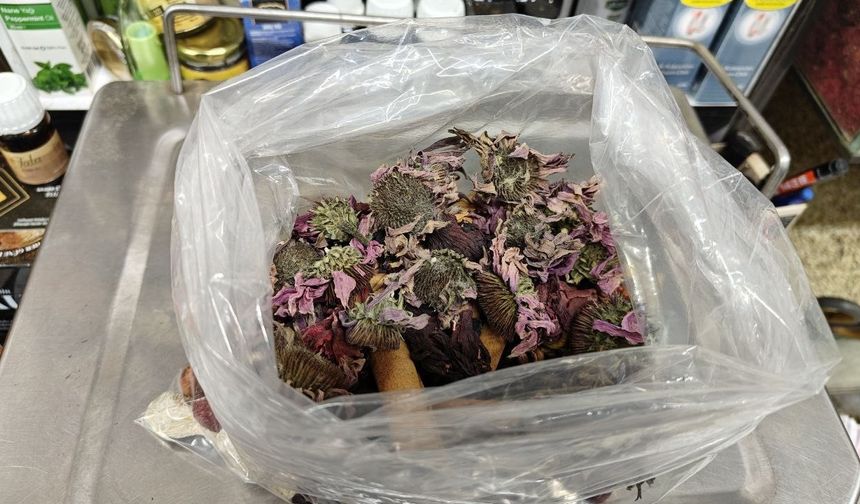 Aktardan Geçmeyen Öksürüğe Bitkisel Çözüm