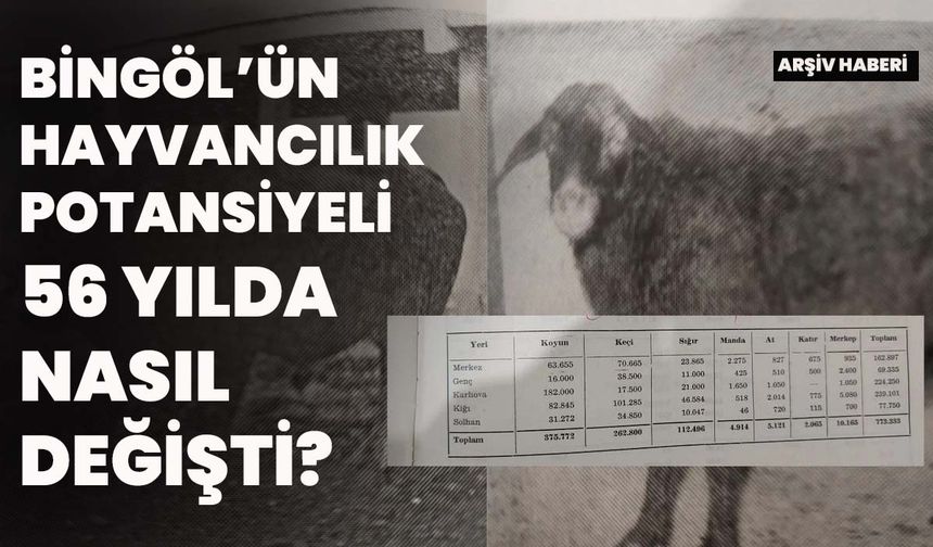 Bingöl’ün Hayvancılık Potansiyeli 56 Yılda Nasıl Değişti?