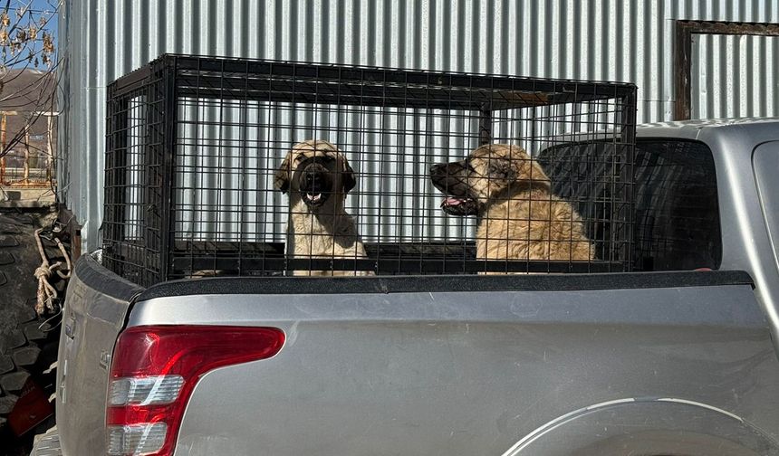 Bingöl'ün İlçesinde 330 Sahipsiz Sokak Hayvanı Barınağa Teslim Edildi