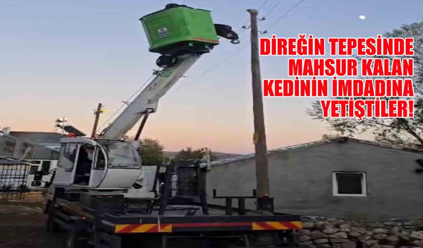 Bingöl'de Direkte Mahsur Kalan Kedi Kurtarıldı