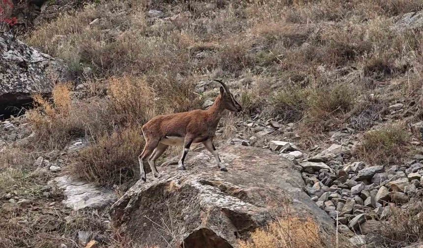 Dağ Keçileri İlçe Merkezine İndi