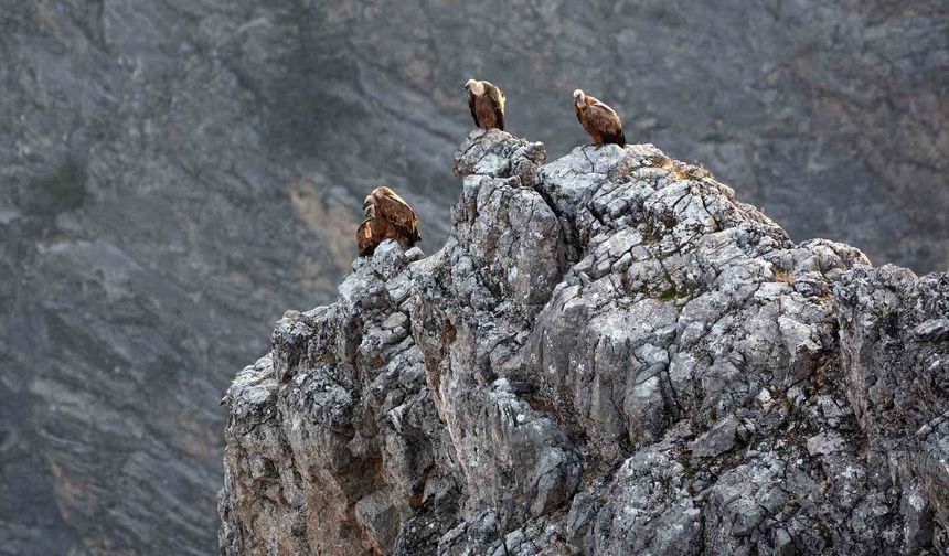 Kemaliye’de Göçmen Akbabalar Fotoğraflandı