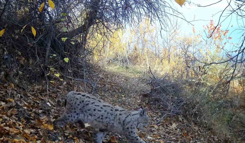 Erzincan’da “Ormanın Hayaleti” Vaşak Görüldü