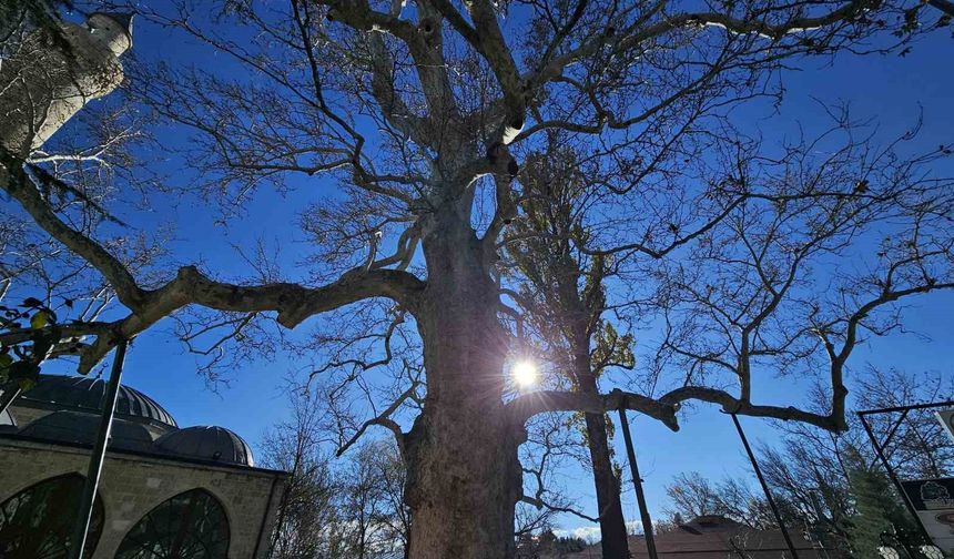 Harput’un Asırlık Çınarı Zamana Meydan Okuyor