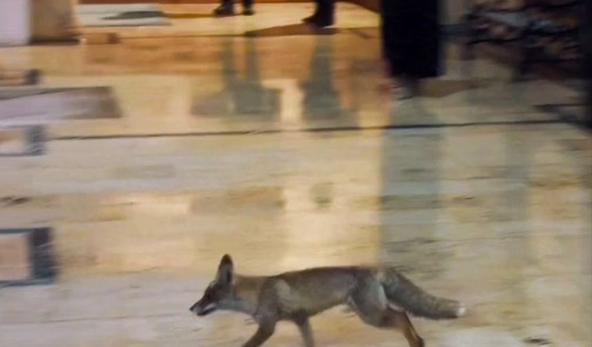 Tilki Yoğun Kar Nedeniyle Şehre İndi