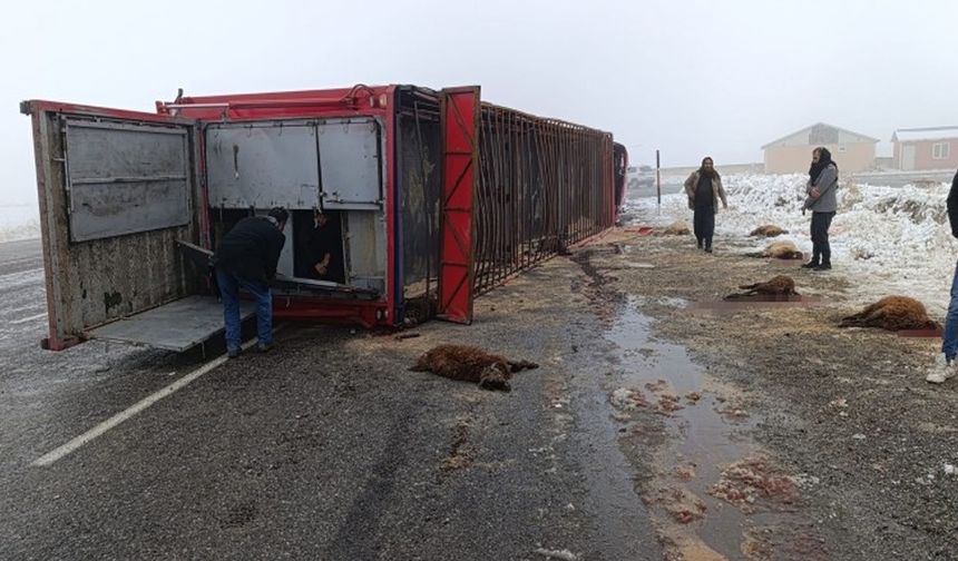 Ağrı'da Hayvan Sevkiyatı Yapan Tır Devrildi