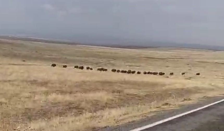 Muş'ta Onlarcası Sürü Halinde Görüntülendi