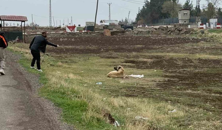 Diyarbakır'ın İlçesinde Sokak Köpeklerine Kuduz Aşısı