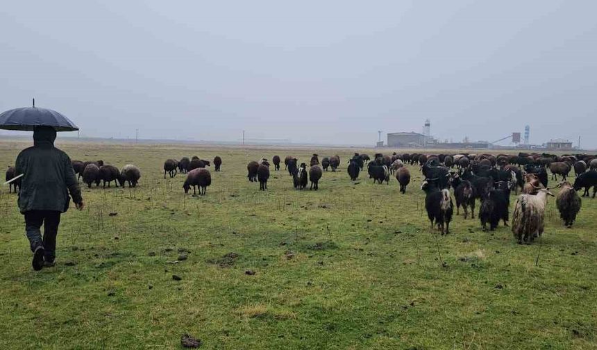 Muş'un İlçesinde Hava Sıcaklığı Besiciye Yaradı