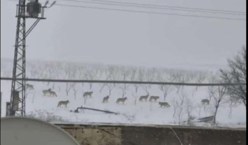 Mardin Kırsalında Kurt Sürüsü Paniği!