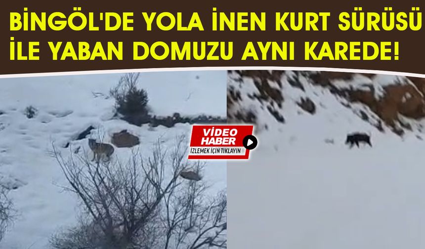 Bingöl'de Yola İnen Kurtlar ile Yaban Domuzu Aynı Karede!