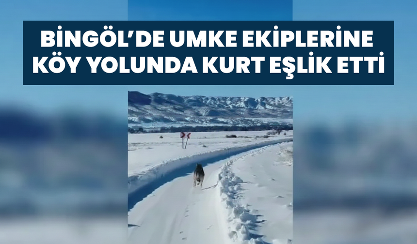 Bingöl’de UMKE Ekiplerine Köy Yolunda Kurt Eşlik Etti
