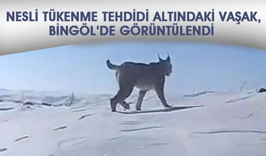 Nesli Tükenme Tehdidi Altındaki Vaşak: Bingöl'de Görüntülendi!