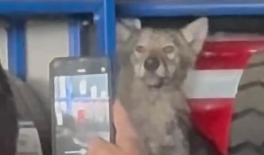 Bingöl’de Lastikçiye Giren Kurt Paniğe Neden Oldu