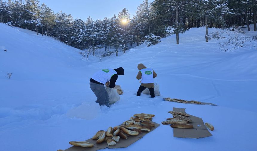 Bingöl'ün İlçesinde Yaban Hayvanları için Seferber Oldular