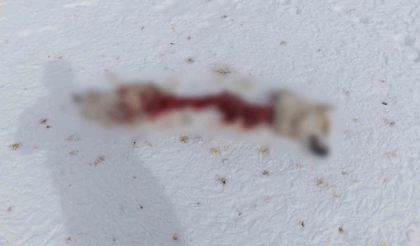 Başkale’de Aç Kalan Kurtlar Sokak Köpeğine Saldırdı