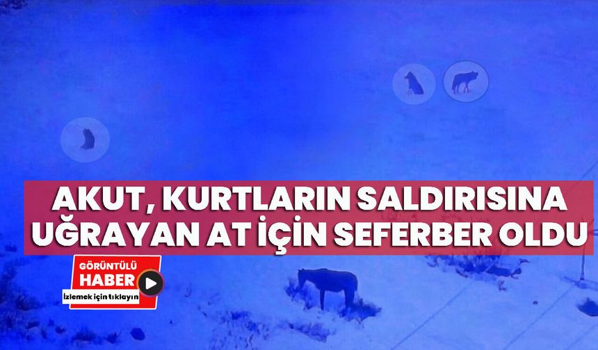 Bingöl AKUT Ekibi, Kurtların Saldırısına Uğrayan At İçin Seferber Oldu