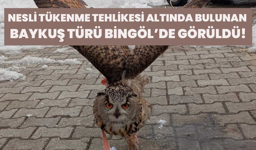 Nesli Tükenme Tehlikesi Altında Bulunan Baykuş Türü Bingöl’de Görüldü!