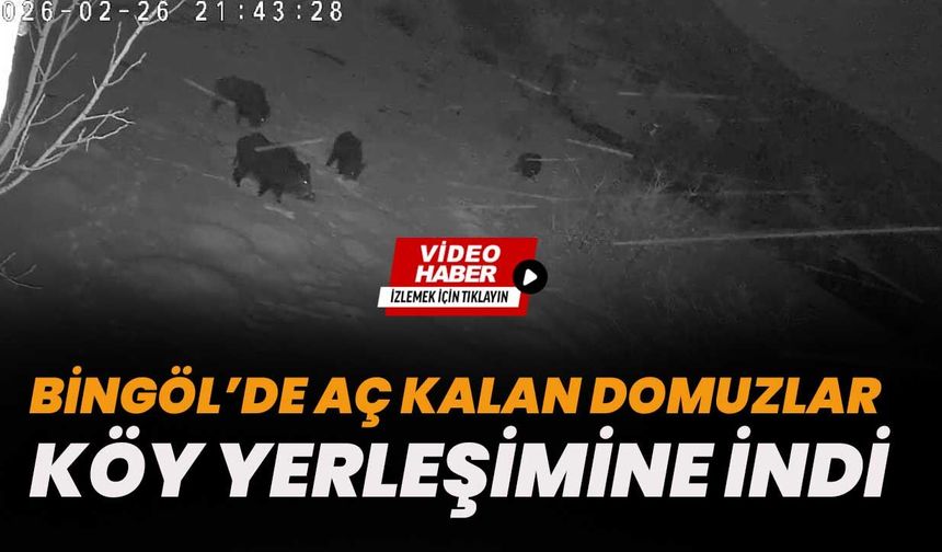 Bingöl’de Aç Kalan Domuzlar Köy Yerleşimine İndi
