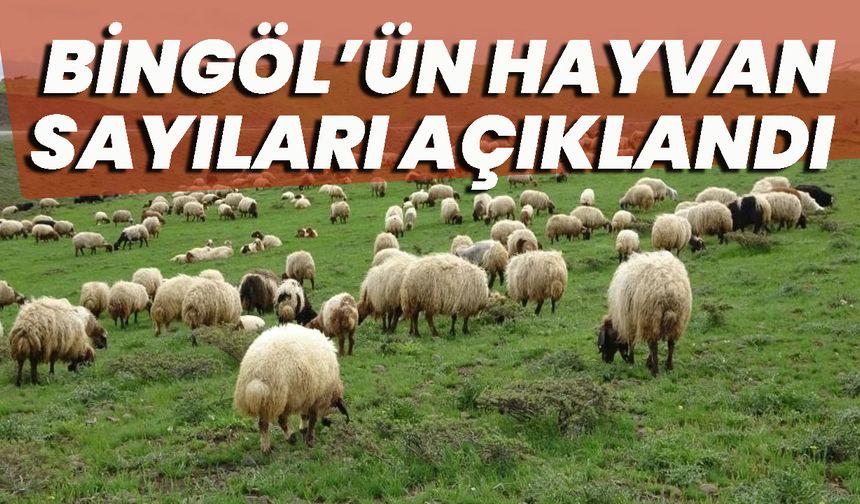 Bingöl’ün Hayvan Sayıları Açıklandı: Yük Hayvanları Bitme Aşamasına Geldi