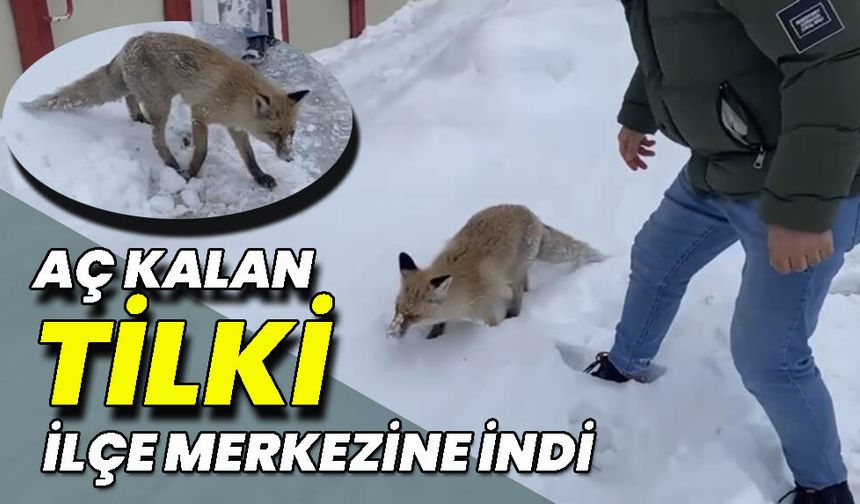 Bingöl’de Aç Kalan Tilki İlçe Merkezine İndi