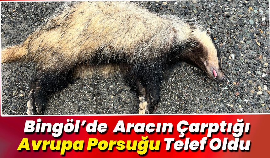 Bingöl’de Aracın Çarptığı Avrupa Porsuğu Telef Oldu