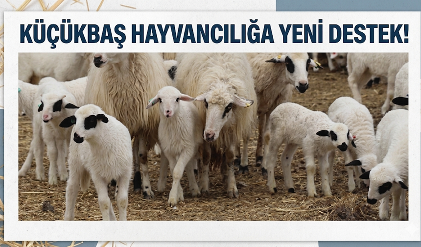 Küçükbaş Hayvancılığa Yeni Destek!