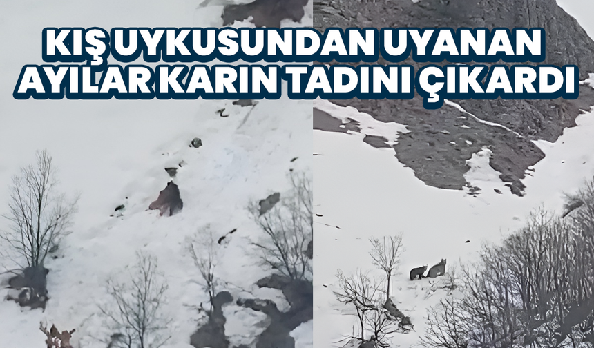 Kış Uykusundan Uyanan Ayılar Karın Tadını Çıkardı