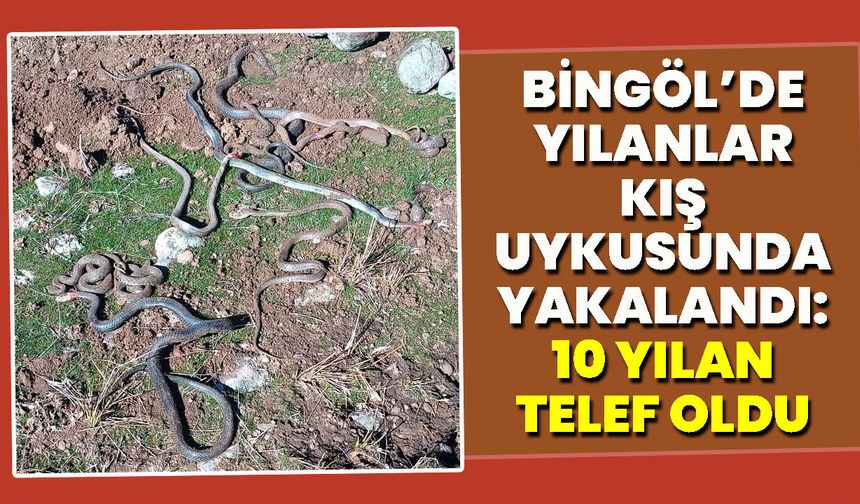 Bingöl’de Yılanlar Kış Uykusunda Yakalandı: 10 Yılan Telef Oldu